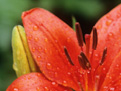 Natura