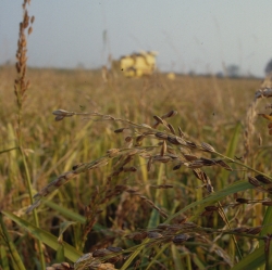 Pianta del riso