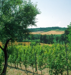 Vigneto sulle colline moreniche Vigneto sulle colline moreniche