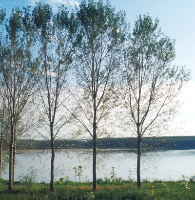 Pioppeto sulla riva del fiume Po Pioppeto sulla riva del fiume Po