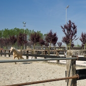 Kiba Ranch