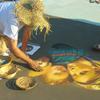 Particolare Madonnaro all'opera