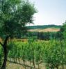 Vigneto sulle colline moreniche