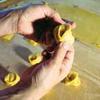Tortelli di zucca