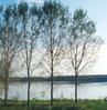 Pioppeto sulla riva del fiume Po