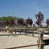 Kiba Ranch