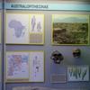 Dall’Australopithecus all’Homo Sapiens,