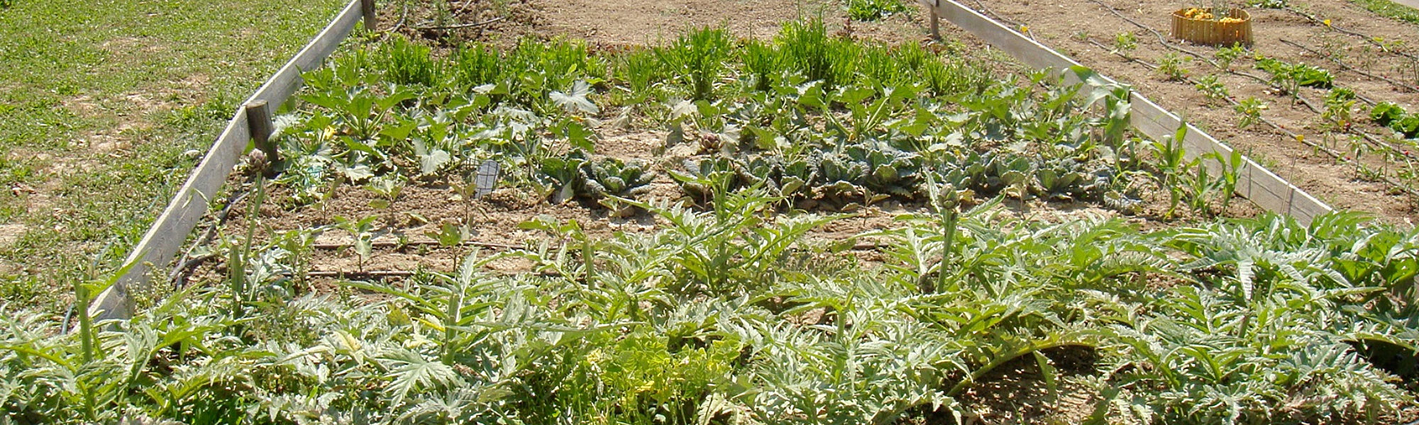 Coltiviamo l ambiente