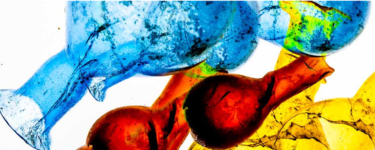 Mito svelato di Paolo Bernini